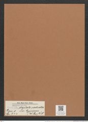 Navicula digitato-radiata var. cyprinus (W.Sm.) V.H. (de-Toni-Nr.: Genus 1, Species 124) Zeichnungen Sammlung Grunow Mappe 00109 (Herbarium_W_Grunow_drawings_Folder_00109)